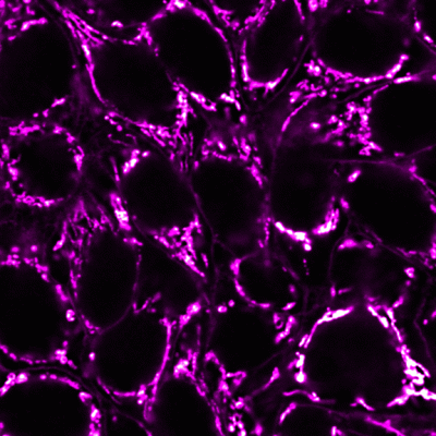 Mitochondrial Marker Monoclonal Mouse Antibody (113-1)