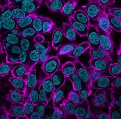 CF® Dye Tyramide - Image 11