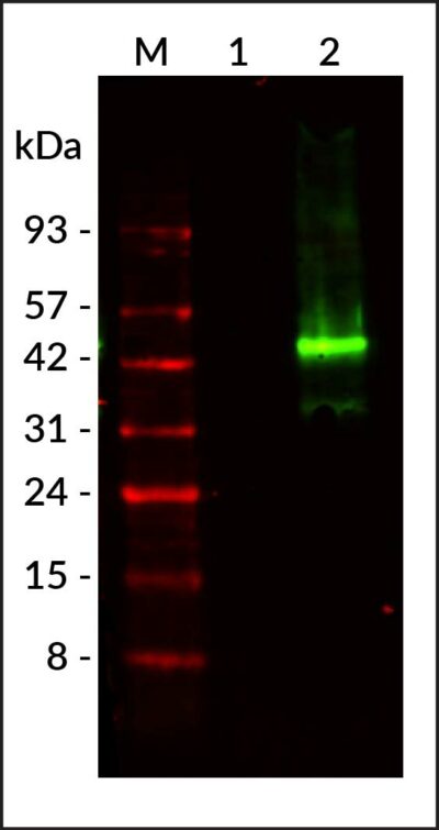 6X His Tag Monoclonal Mouse Antibody - Image 3