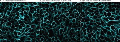 CellBrite® Cytoplasmic Membrane Dyes - Image 3