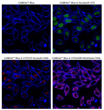 CellBrite® Cytoplasmic Membrane Dyes - Image 8