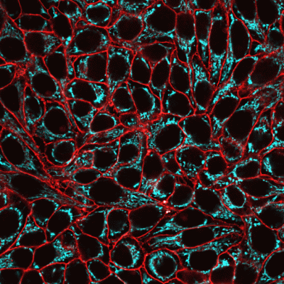 Mitochondrial Marker Monoclonal Mouse Antibody (113-1) - Image 3