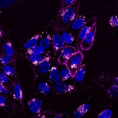 CellBrite NIR Cytoplasmic Membrane Dyes