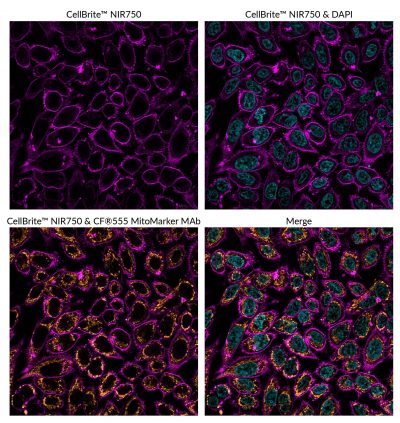 DAPI - Image 5