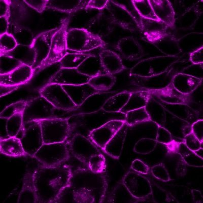 CellBrite® Cytoplasmic Membrane Dyes - Image 6