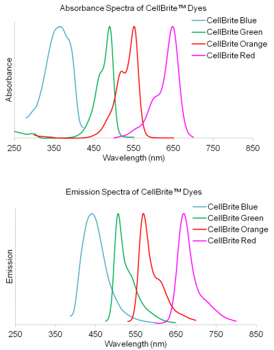 CellBrite® Cytoplasmic Membrane Dyes - Image 2