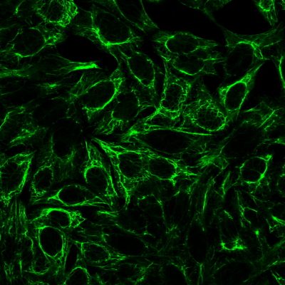 Digoxigenin (DIG) Polyclonal Goat Antibody - Image 2