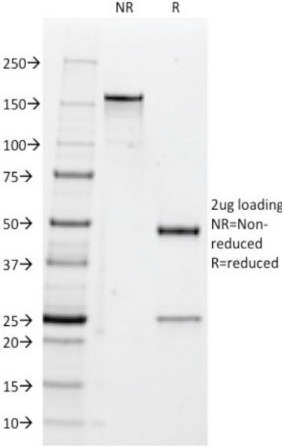 CD47 Monoclonal Mouse Antibody (B6H12.2) - Image 3