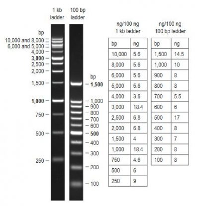 Ready-to-Use 100 bp DNA Ladder - Image 2