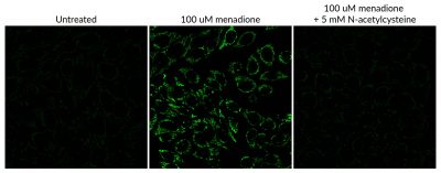 Dihydrorhodamine 123 - Image 2