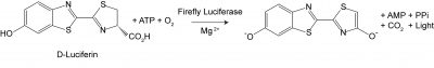 Firefly Luciferase Assay Kit 2.0 - Image 2