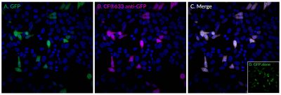 GFP Monoclonal Mouse Antibody (9F9.F9) - Image 2