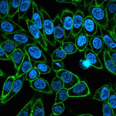 Wheat Germ Agglutinin (WGA) Conjugates - Image 5