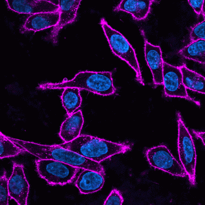 Wheat Germ Agglutinin (WGA) Conjugates - Image 8