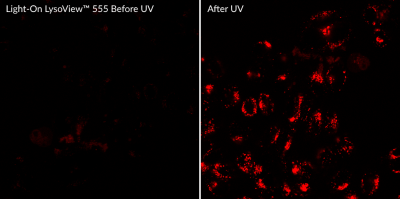 Light-on LysoView™ 555 - Image 2