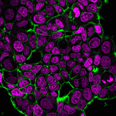 Wheat Germ Agglutinin (WGA) Conjugates - Image 2