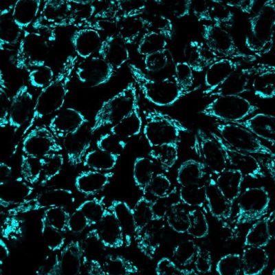 MitoView™ Mitochondrial Dyes - Image 3