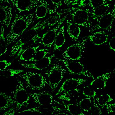 Mitochondrial Marker Monoclonal Mouse Antibody (MTC719)