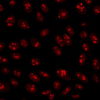 CF594 Nucleolin 364-5