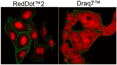 RedDot™2 Far-Red Nuclear Stain, 200X in DMSO - Image 2