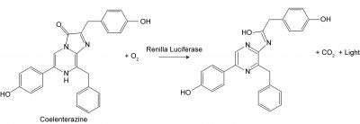 Renilla Luciferase Assay Kit 2.0 - Image 2