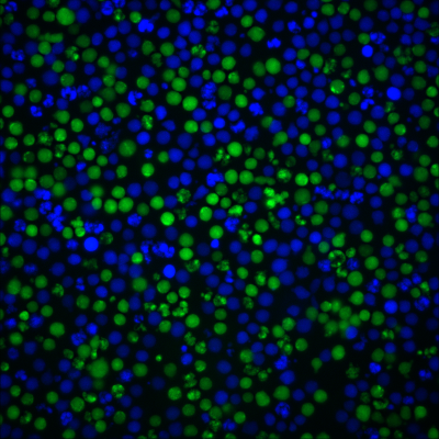 ViaFluor® SE Cell Proliferation Kits - Image 10