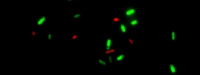 Viability/Cytotoxicity Assay Kit for Bacteria Live & Dead Cells - Image 2