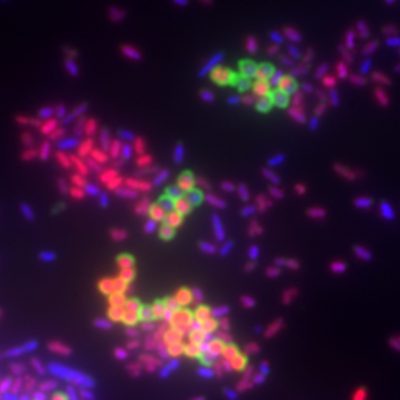 Bacterial Viability and Gram Stain Kit - Image 2