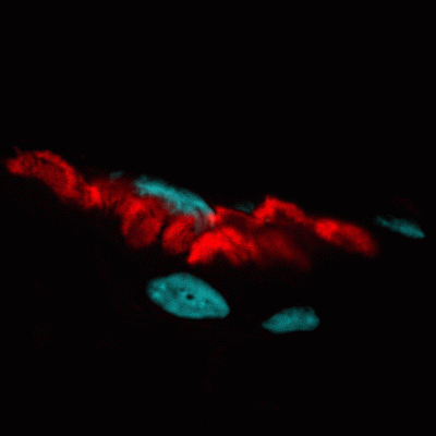 α-Bungarotoxin, CF® Dye and Other Conjugates - Image 4