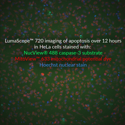 MitoView™ Mitochondrial Dyes - Image 10