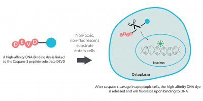 NucView® Caspase-3 Enzyme Substrates - Image 4