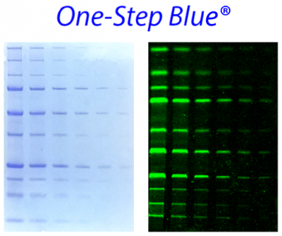 One-Step Blue® Protein Gel Stain<svg class="svgicon svg-earthfriendly"><use xlink:href="#svg-earthfriendly"></use></svg> - Image 2