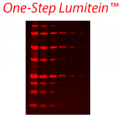 One-Step Lumitein™ Protein Gel Stain<svg class="svgicon svg-earthfriendly"><use xlink:href="#svg-earthfriendly"></use></svg> - Image 2