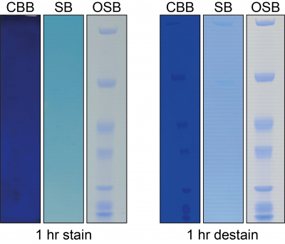 One-Step Blue® Protein Gel Stain<svg class="svgicon svg-earthfriendly"><use xlink:href="#svg-earthfriendly"></use></svg> - Image 3