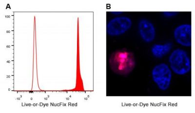 Live-or-Dye NucFix™ Red Staining Kit - Image 2