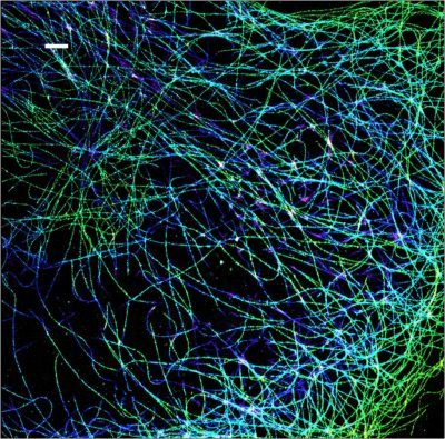 Mix-n-Stain™ STORM CF® Dye Antibody Labeling Kits - Image 8