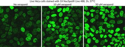 NucSpot® Live Cell Nuclear Stains - Image 6