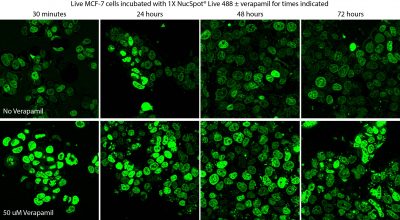 NucSpot® Live Cell Nuclear Stains - Image 8