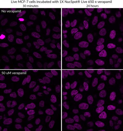 NucSpot® Live Cell Nuclear Stains - Image 7