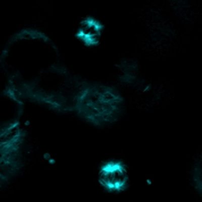 ViaFluor® Live Cell Microtubule Stains - Image 7