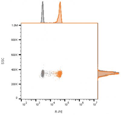 CD81 / TAPA-1 Monoclonal Mouse Antibody (1.3.3.22) - Image 2