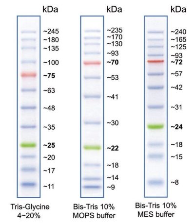 Peacock™ Plus Prestained Protein Marker - Image 2