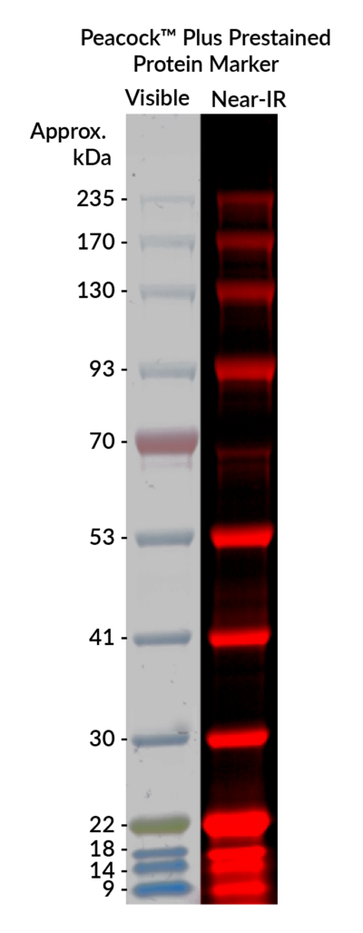 Peacock™ Plus Prestained Protein Marker - Image 3