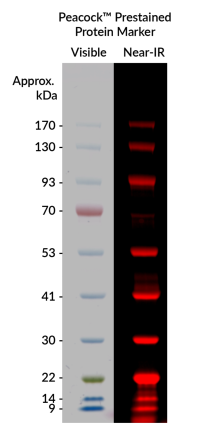 Peacock™ Prestained Protein Marker - Image 3