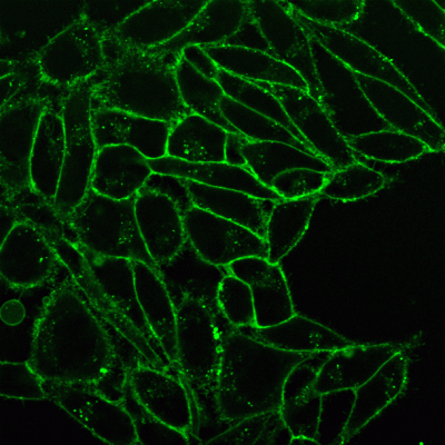 CellBrite® Fix Membrane Stains - Image 3