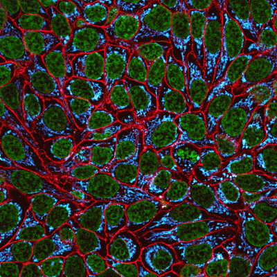 CellBrite® Fix Membrane Stains - Image 4