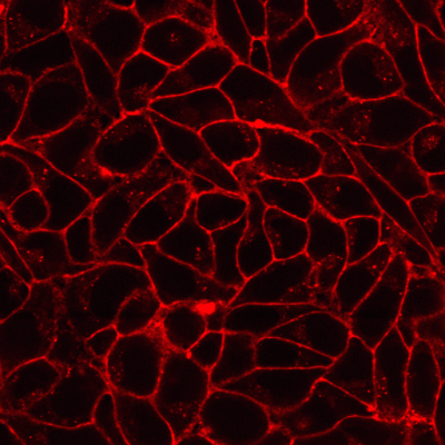 CellBrite® Fix Membrane Stains - Image 5