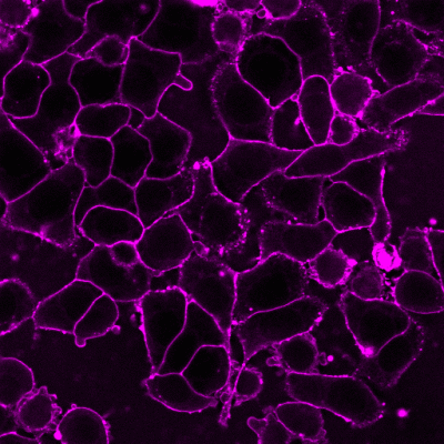 CellBrite® Fix Membrane Stains - Image 6