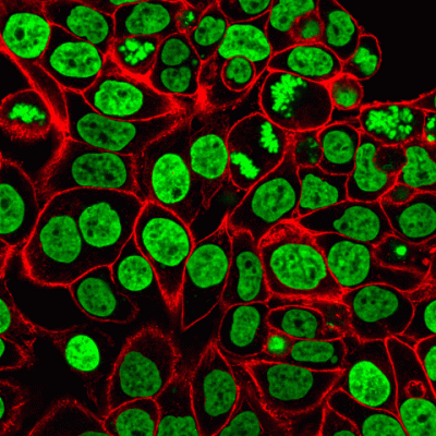 NucSpot® 470 Nuclear Stain - Image 3