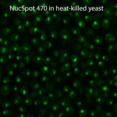 NucSpot® 470 Nuclear Stain - Image 5